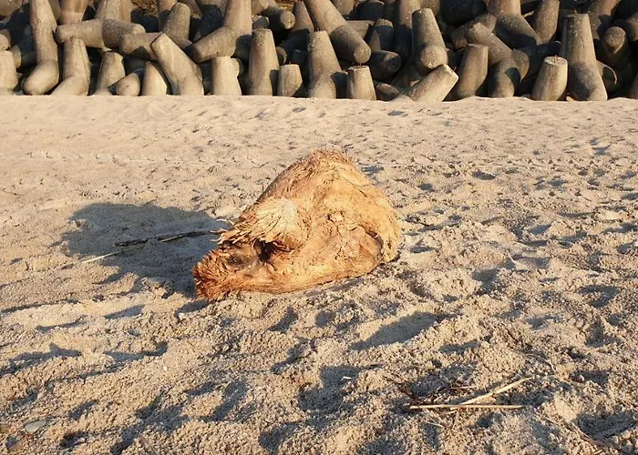 شقة Sloneczny Piec Morz *